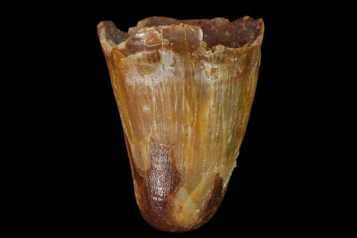 Cretaceous Fossil Crocodile Tooth - Morocco #140542